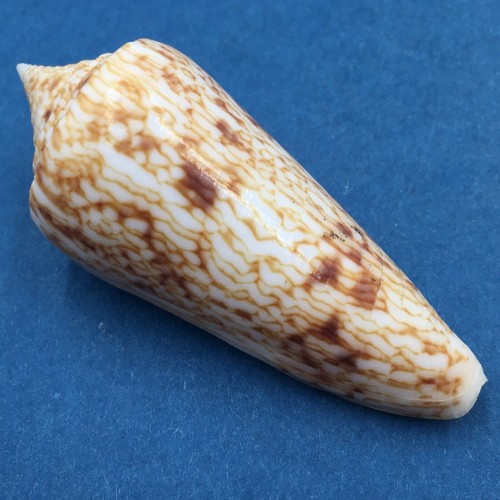 Conus - #3, (phasmoconus)